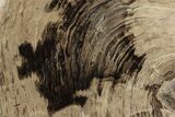 Polished Oligocene Petrified Wood (Pinus) - Australia #247839-1